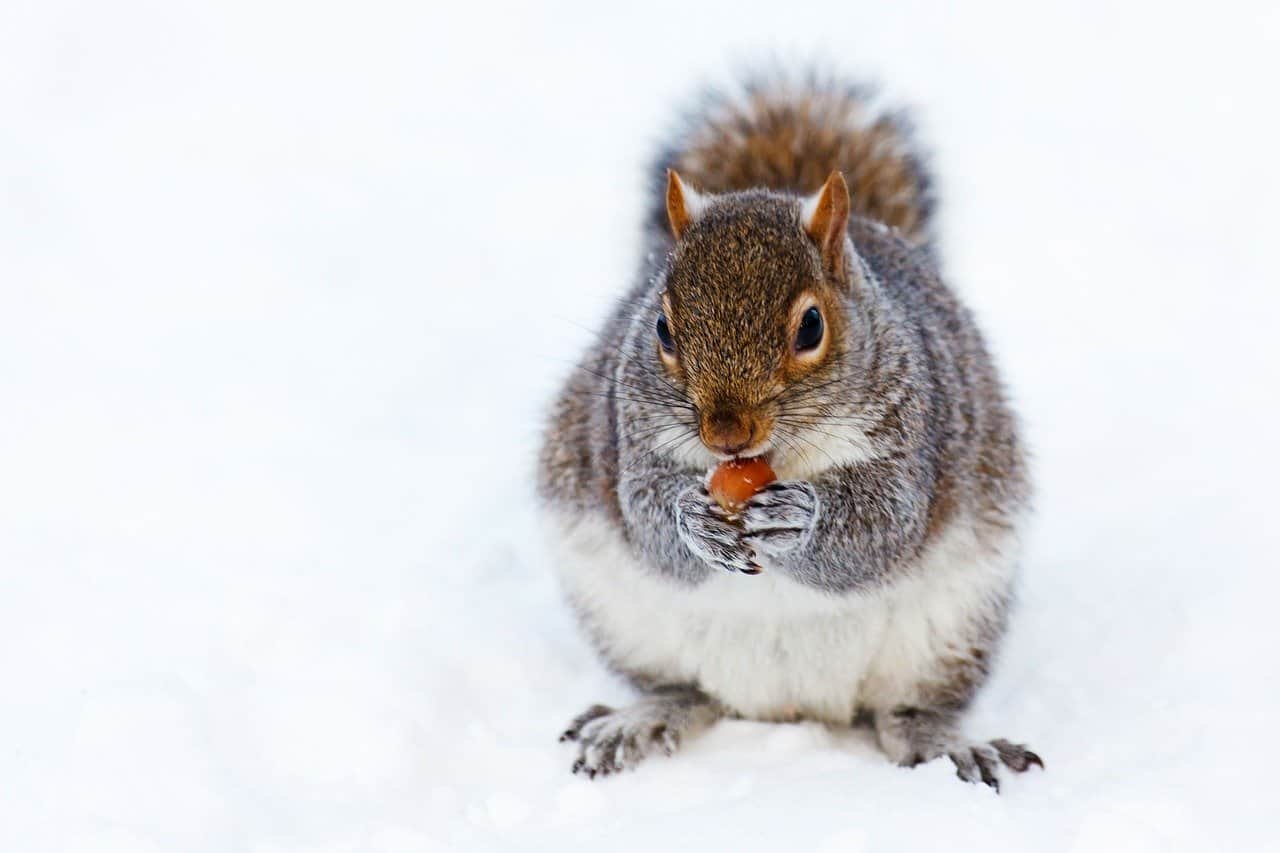 How Do Squirrels Survive the Winter BackyardCritter